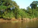 Mekong: allarme mangrovie