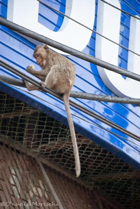 Tappa a Lopburi, la città delle scimmie