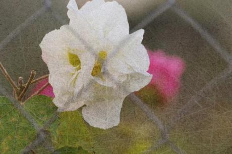 Hibiscus mutabilis