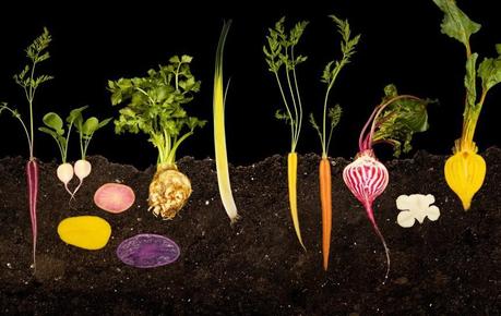 25 FOOD Tuberi, FOOD  La scienza dai semi al piatto. Courtesy Modernist Cuisine LLC