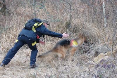 unita_cinofile_soccorso_pastori_tedeschi_cani_ricerca_disperso