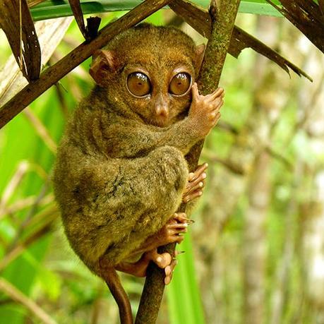 Gli animali più strani del pianeta