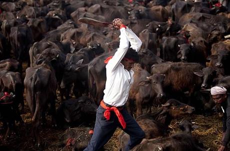 Nepal 5000 bufali macellati a cielo aperto ... ma è una festa!