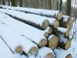 Russia: Ikea smette abbattere foreste