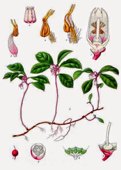 Olio di gaultheria e olio di lavanda per strappi, tendiniti e distorsioni