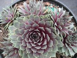 Un esemplare di sempervivum