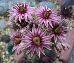 I fiori del sempervivum