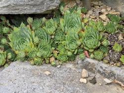 Una pianta di sempervivum con diverse rose di foglie