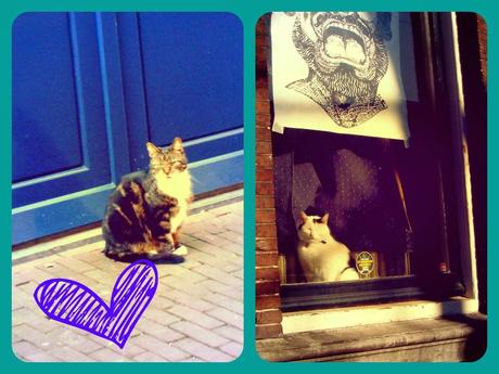 Amsterdam - Cats