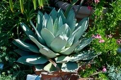 Agave in vaso