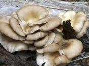 Come coltivare funghi