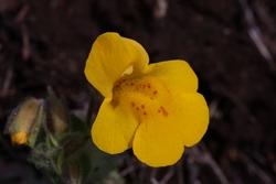 Mimulus Guttatus o Mimolo