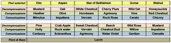 Schema binario fiori di Bach