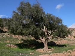 Semi del frutto di Argania spinosa