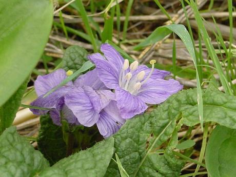 Piante spontanee ad uso magico, rituale, medicinale e inebriante in provincia di Taranto e nel Salento (3/8) Mandragora autumnalis1436.JPG