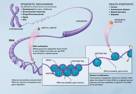 epigenetica