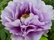 Paeonia