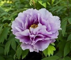 Fiore di Paeonia