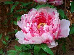 Paeonia suffruticosa