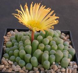 Varietà di fenestraria rhopalophylla