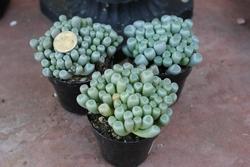 Esemplari di fenestraria succulents