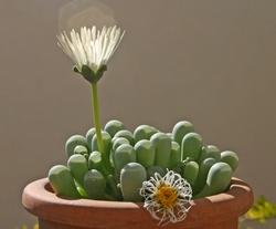 Fenestraria coltivata in vaso