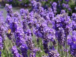 Lavanda pianta aromatica