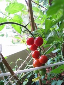 pianta di pomodoro da terrazzo