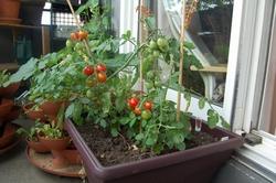 piccoli pomodori da terrazzo appena raccolti