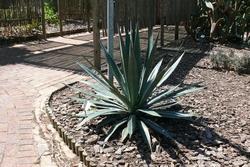 Agave sisalana