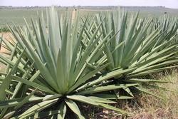 Agave sisalana