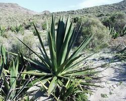 Coltivazione dell'Agave sisalana