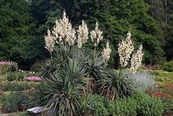 Un esemplare di yucca gloriosa fiorita