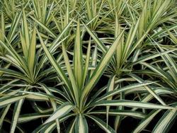 Giovani esemplari di yucca gloriosa