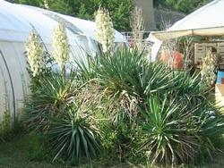 Piante di yucca gloriosa con fiori