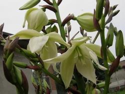 I fiori della yucca gloriosa