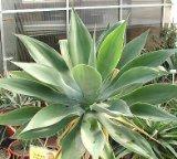 Agave attenuata