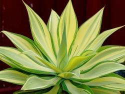 Agave attenuata variegata