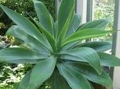 Agave attenuata