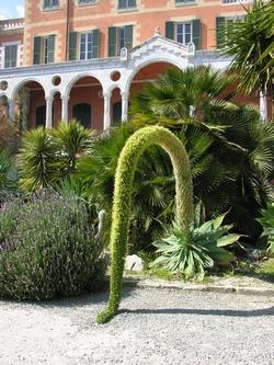 Agave attenuata in fiore