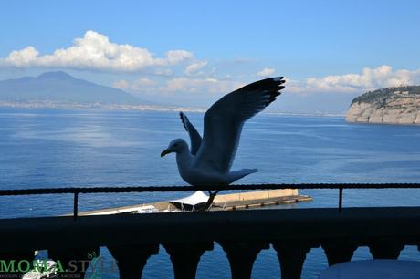 Golfo di Sorrento gabbiani