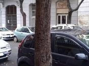 Sassari Alberi, interventi straordinari situazioni pericolo