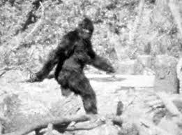 IL FAMOSO, PRESUNTO BIG FOOT RIPRESO DA PATTERSON E GIMLIN NEL 1966