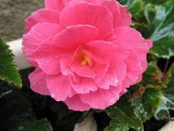 Begonia rosa