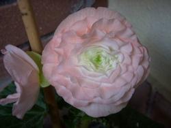 Begonia tuberosa rosa chiaro