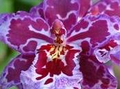 Orchidee Cambria