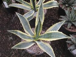 Agave americana in vaso