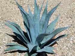 Agave americana selvatica