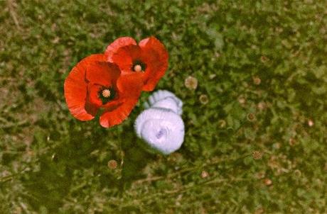 Clementine The Clonette Doll & Poppies on super expired film