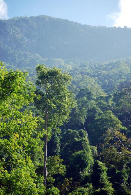 Gli alberi della giungla laotiana (foto di Patrick Colgan, 2014)